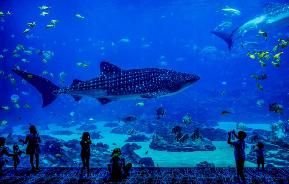 decouvrir aquarium la rochelle