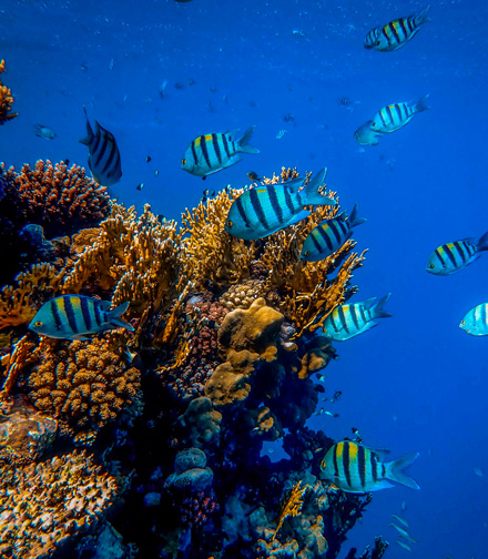visiter aquarium la rochelle