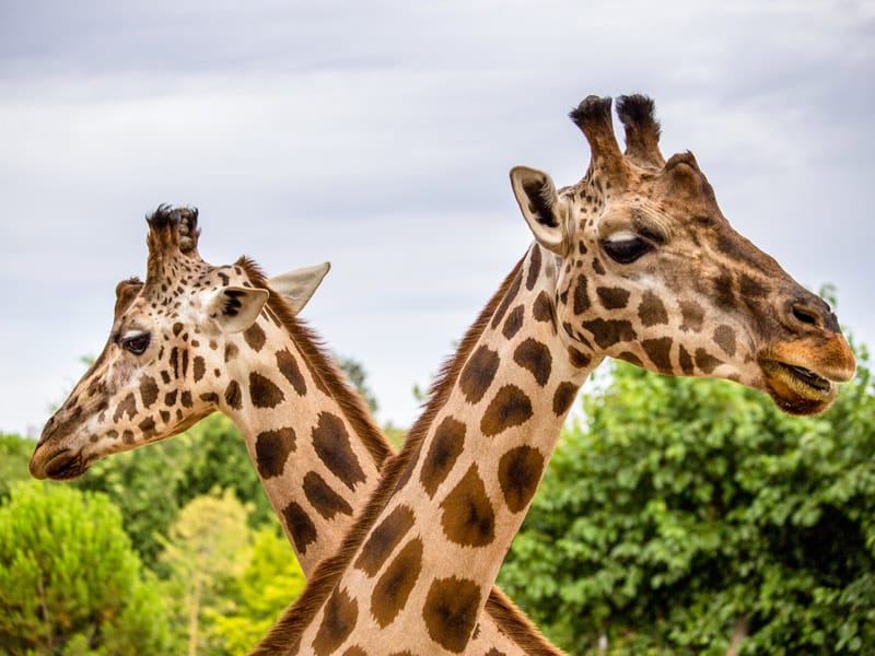 girafes zoo
