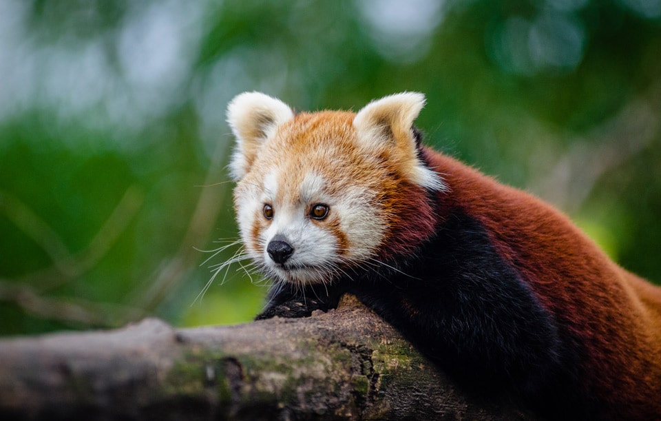 panda roux zoo royan