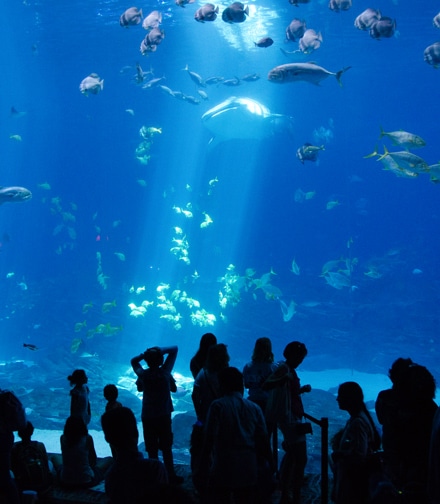 tourisme aquarium la rochelle
